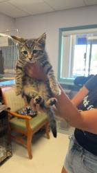 Reunited Female Cat last seen Mick Andrew, Medford, OR 97504
