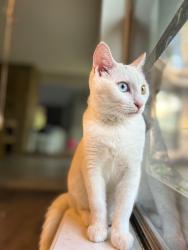Reunited Female Cat last seen Cypresswood, Spring, TX 77388