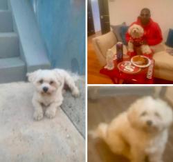 Reunited Male Dog last seen 19th and 20th, Philadelphia, PA 19145