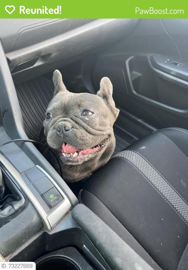 Reunited Male Dog last seen Stetson, Hemet, CA 92544
