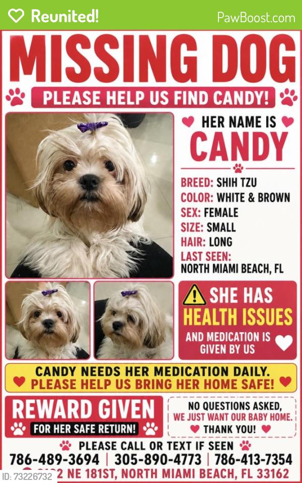Reunited Female Dog last seen North Miami Beach, North Miami Beach, FL 33162