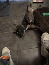 Reunited Female Dog last seen Indiana, Vernon, CA 90058