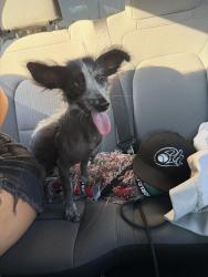 Reunited Female Dog last seen Newton st and seventh st San Fernando, San Fernando, CA 91340