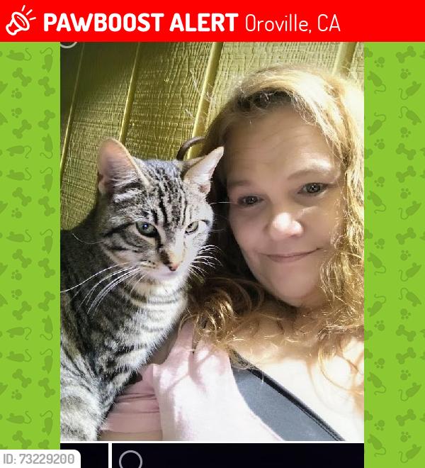 Lost Male Cat last seen Lincoln bovd, Oroville, CA 95966