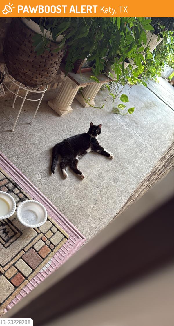 Found/Stray Male Cat last seen Near Orono Heights Trail Katy, TX 77449 United States, Katy, TX 77449