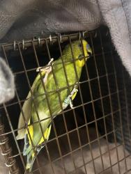 Shelter Stray Unknown Bird last seen LOCKERBIE CT/ HOLLOWSTONE WY, 958828, 3839 Bradshaw Rd, Sacramento, CA 95827, USA
