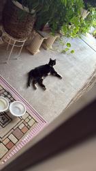 Found/Stray Male Cat last seen Near Orono Heights Trail Katy, TX 77449 United States, Katy, TX 77449