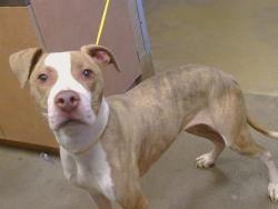 Shelter Stray Female Dog last seen AMERICANA WAY/HUNTSMAN DR, 95826, 3839 Bradshaw Rd, Sacramento, CA 95827, USA
