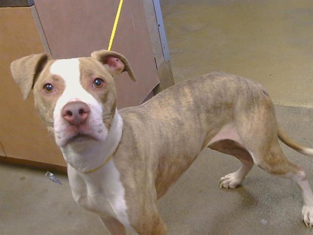 Shelter Stray Female Dog last seen AMERICANA WAY/HUNTSMAN DR, 95826, 3839 Bradshaw Rd, Sacramento, CA 95827, USA