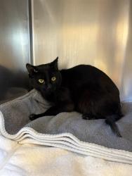 Shelter Stray Female Cat last seen , 31044 Charlie Canyon Rd, Castaic, CA 91384, USA