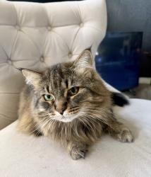 Reunited Female Cat last seen N Fox Point Dr, Spokane, WA 99208, USA, Spokane, WA 99208