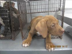 Shelter Stray Male Dog last seen , 1850 W 60th St, Los Angeles, CA 90047, USA