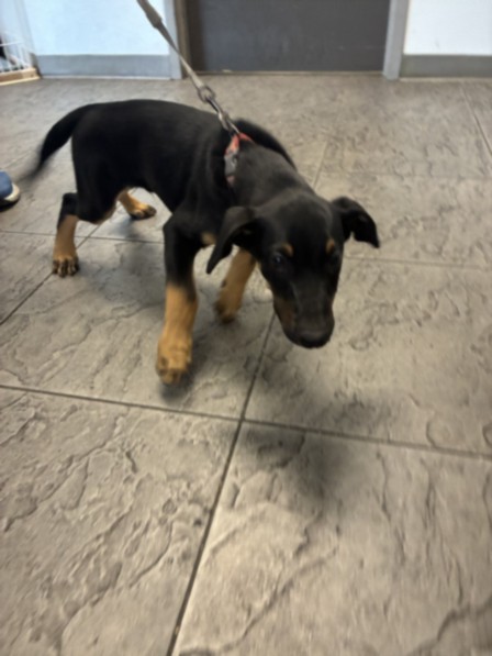 Shelter Stray Male Dog last seen , 11361 W Pico Blvd, Los Angeles, CA 90064, USA