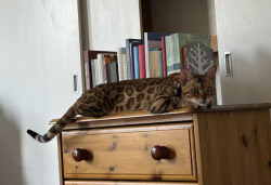 Reunited Female Cat last seen Marksbury Road, Bristol City, England BS3 5LW