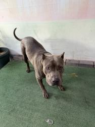Shelter Stray Male Dog last seen , 4275 Elton St, Baldwin Park, CA 91706, USA