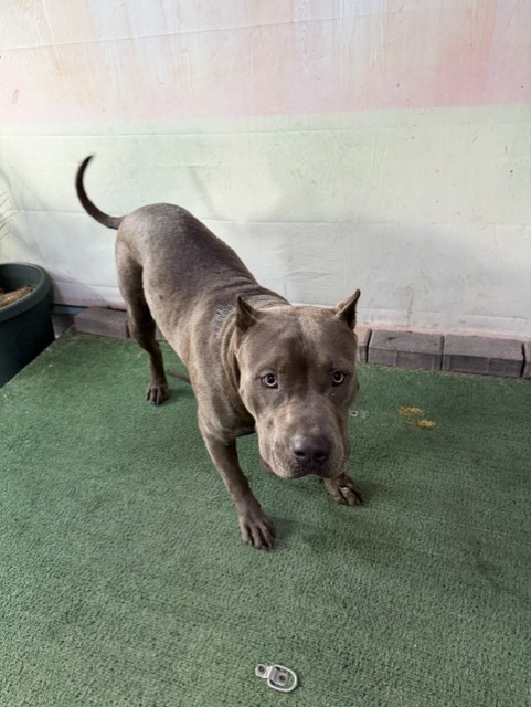 Shelter Stray Male Dog last seen , 4275 Elton St, Baldwin Park, CA 91706, USA