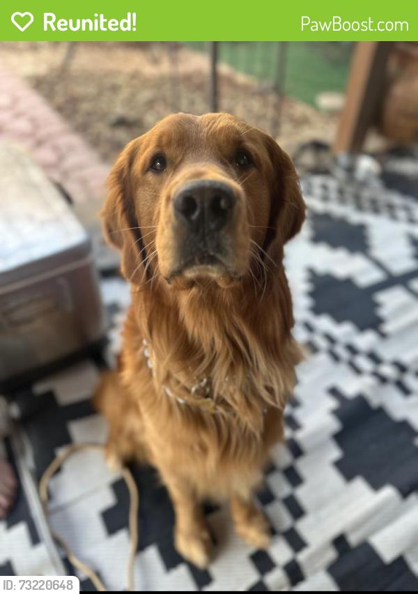 Reunited Male Dog last seen Tavern Oaks/Rowe Dr., San Antonio, TX 78247