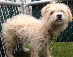 Shelter Stray Male Dog last seen , 11258 Garfield Ave, Downey, CA 90242, USA