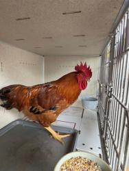 Shelter Stray Male Bird last seen , 11258 Garfield Ave, Downey, CA 90242, USA