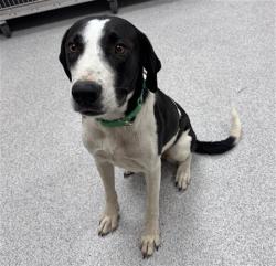 Shelter Stray Female Dog last seen BRADSHAW RD / SANDAGE AVE, 9150 Union Park Way, Elk Grove, CA 95624, USA
