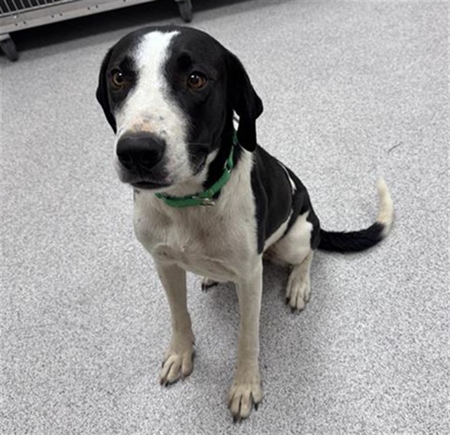 Shelter Stray Female Dog last seen BRADSHAW RD / SANDAGE AVE, 9150 Union Park Way, Elk Grove, CA 95624, USA