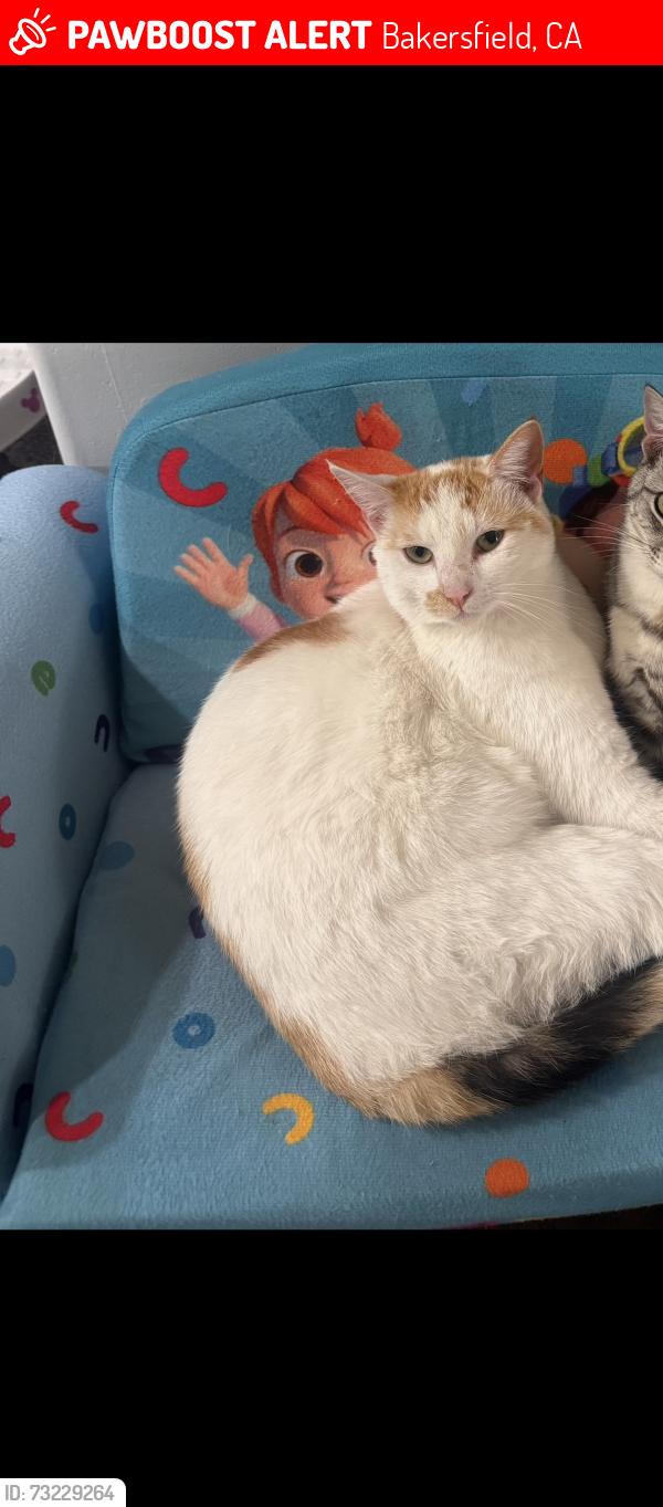 Lost Female Cat last seen Renfro and heath, Bakersfield, CA 93314