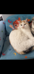 Lost Female Cat last seen Renfro and heath, Bakersfield, CA 93314