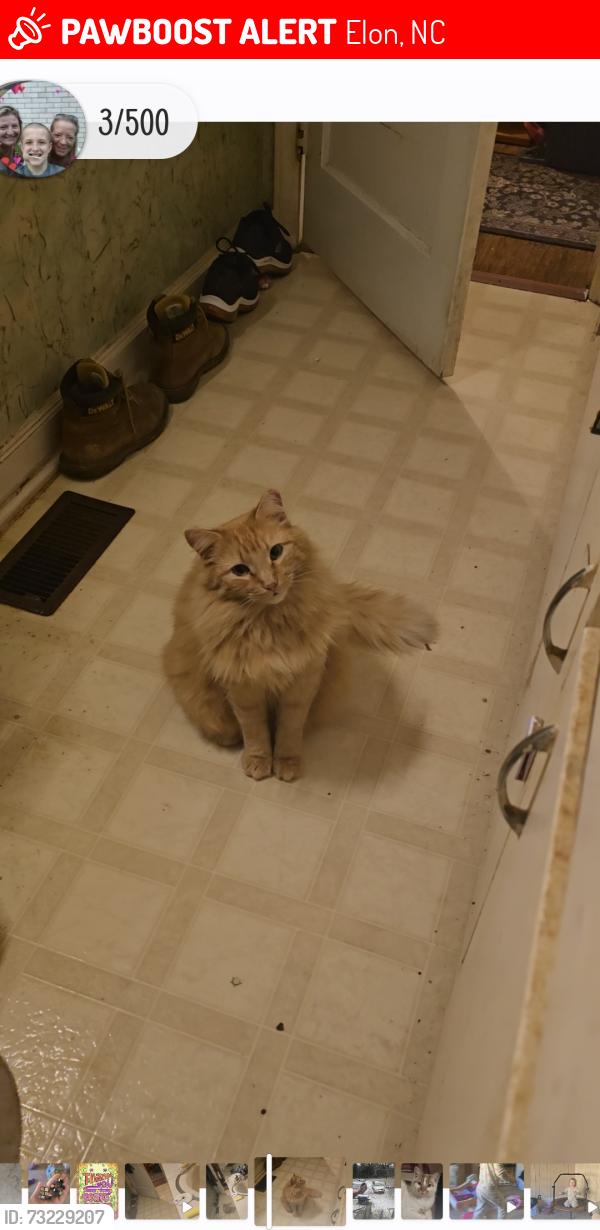 Lost Male Cat last seen Gibsonville Ossipee Rd/Ossipee Front St/Old Hwy 87, Elon, NC 27244