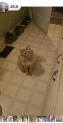 Lost Male Cat last seen Gibsonville Ossipee Rd/Ossipee Front St/Old Hwy 87, Elon, NC 27244