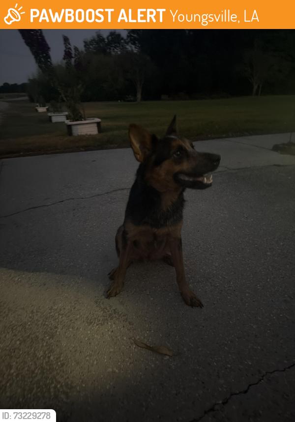 Found/Stray Male Dog last seen Simon rd and gallet, Youngsville, LA 70592