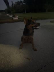 Found/Stray Male Dog last seen Simon rd and gallet, Youngsville, LA 70592