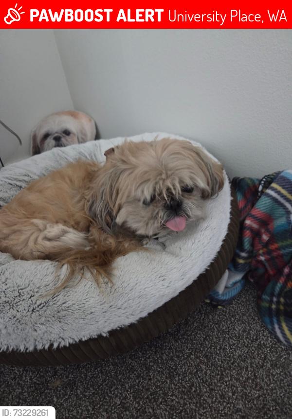 Lost Male Dog last seen 19th St and Mildred. By TCC. Alta University Place Apts, University Place, WA 98466