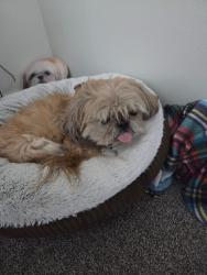 Lost Male Dog last seen 19th St and Mildred. By TCC. Alta University Place Apts, University Place, WA 98466