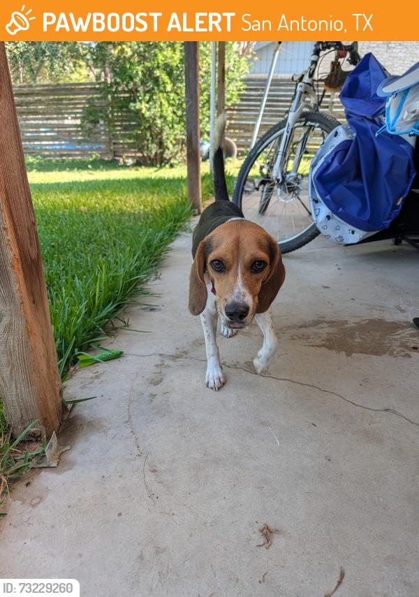 Found/Stray Male Dog last seen Tejano &Los Campos, San Antonio, TX 78233