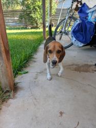 Found/Stray Male Dog last seen Tejano &Los Campos, San Antonio, TX 78233