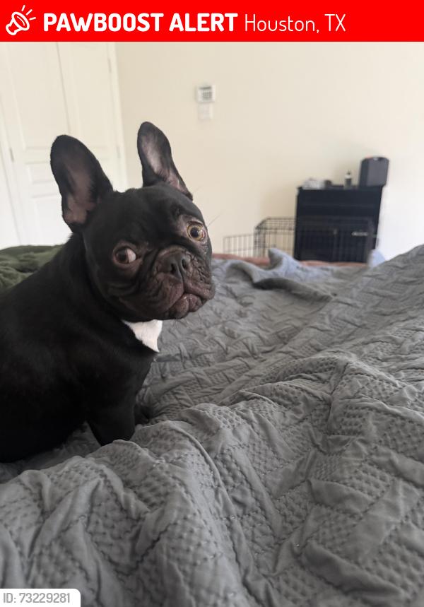 Lost Female Dog last seen Westbrook lakes, Houston, TX 77041