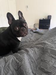 Lost Female Dog last seen Westbrook lakes, Houston, TX 77041