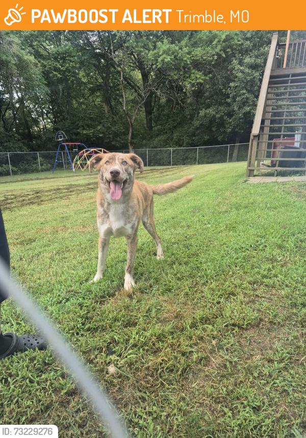 Found/Stray Male Dog last seen Z hwy and 169, Trimble, MO 64492