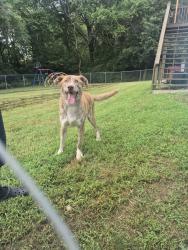 Found/Stray Male Dog last seen Z hwy and 169, Trimble, MO 64492