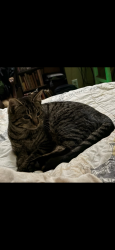 Lost Female Cat last seen Monroe st., Muncie, IN 47302