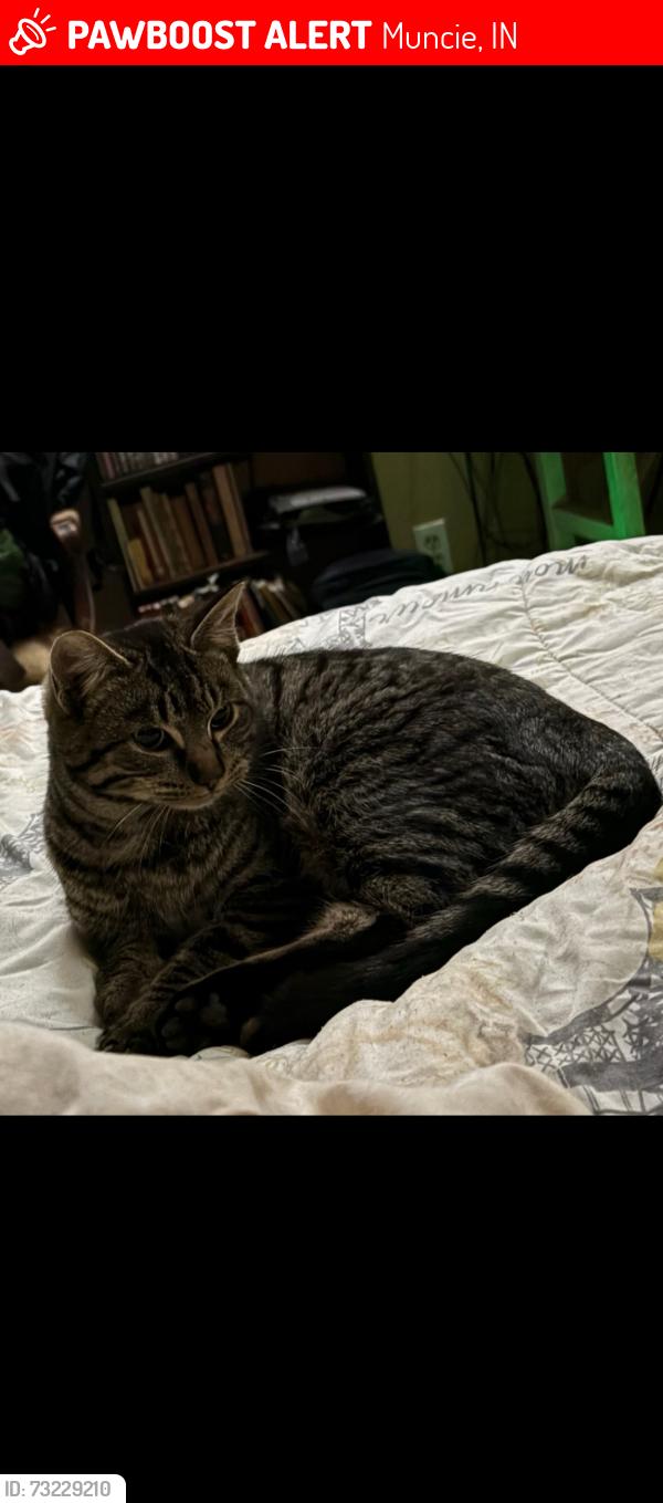 Lost Female Cat last seen Monroe st., Muncie, IN 47302