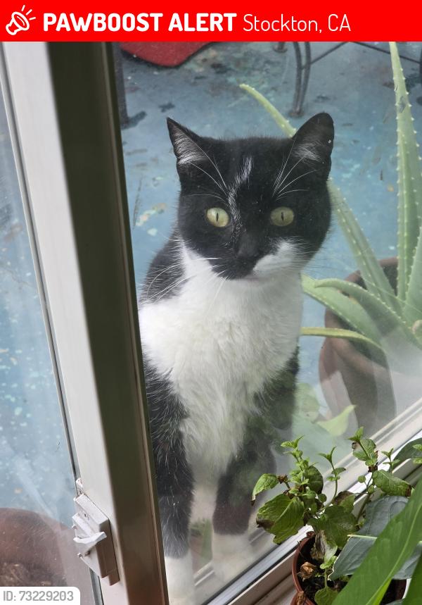 Lost Female Cat last seen Near royal street 95210, Stockton, CA 95210