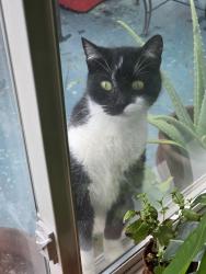 Lost Female Cat last seen Near royal street 95210, Stockton, CA 95210