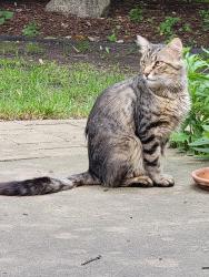 Found/Stray Unknown Cat last seen Near Turner Park, Roselle, IL 60172