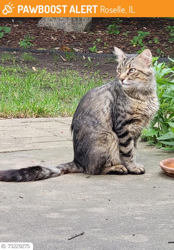 Found/Stray Unknown Cat last seen Near Turner Park, Roselle, IL 60172