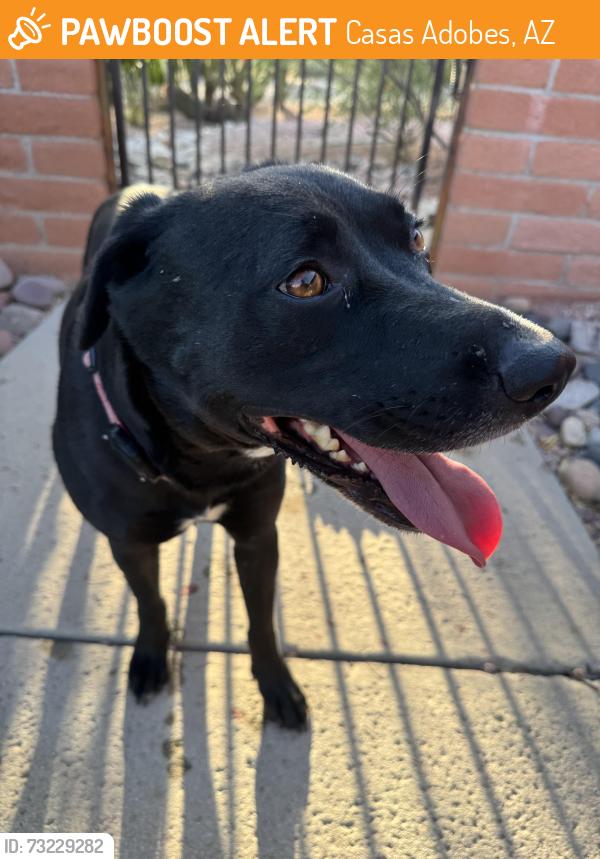 Found/Stray Female Dog last seen Orange Grove and 1st, Casas Adobes, AZ 85704