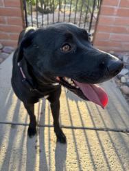 Found/Stray Female Dog last seen Orange Grove and 1st, Casas Adobes, AZ 85704