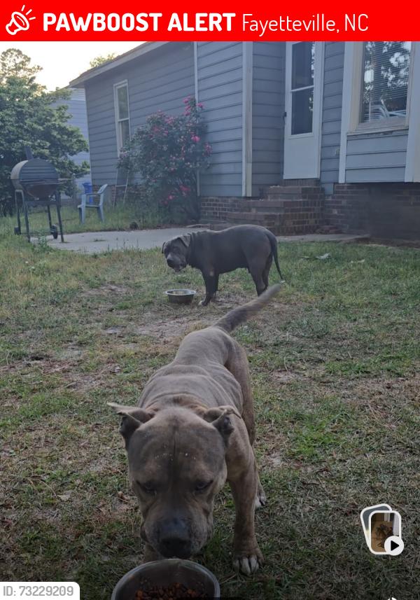Lost Male Dog last seen Graham/Stricklandbridge rd., Fayetteville, NC 28304