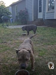 Lost Male Dog last seen Graham/Stricklandbridge rd., Fayetteville, NC 28304