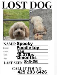 Lost Male Dog last seen Near home, Lake Stevens, WA 98258